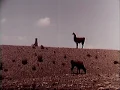 Zamba de mi Esperanza. Jorge Cafrune.avi