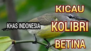 suara burung kolibri betina