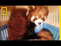 Watch the Bittersweet Rescue of Red Pandas from Wildlife Smugglers National Geographic