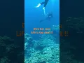 Download Lagu Dive Eat Love. Life is too short ! #ishigaki #이시가키 #오키나와 #beach #힐링여행  #padi #scubadiving #travel