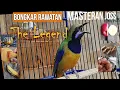 Lagu #birdlovers Cucak Cungkok Rawatan BONGKAR Isian ..Tembakan Ngerii.#birdsounds #birdcaretips