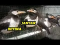 Download Lagu ciri ciri jantan dan betina anakan jalak suren umur 1 bulan | versi YASIR KLATEN