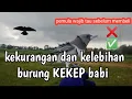 Download Lagu INI DIA | KELEBIHAN DAN KEKURANGAN BURUNG KEKEP BABI ( UNTUK PEMULA WAJIB TAU )