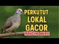 Download Lagu Perkutut Lokal Gacor alam liar iramanya BIKIN CEPAT NYAUT