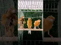Here is a distinctive trio and a third one is even more distinctive 🧡🏅🍊 #kenari #bird #canary #cute