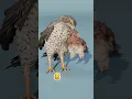 Download Lagu Bird Eat Bird | Hummingbird Vs Bald Eagle