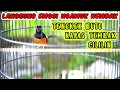 Download Lagu Pancingan EMOSI Murai Batu nembak Tengkek Buto Cililin sambung Kapas Tembak.