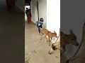 Download Lagu Chhoti chhoti gaiya chote chote gwal #cowvideos #chhotichhotigaiya #gaumaata #cow #cowvideos #cows