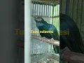 Download Lagu burung tuwu sulawesi