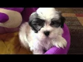 Mal Shi Tzu puppies for sale Ocala Florida