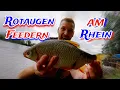 Roach feeder fishing on the Rhine Successful fishing on the water
