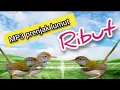 Download Lagu MP3 PRENJAK LUMUT RIBUT AMPUH MEMANGGIL  PRENJAK LUMUT LIAR