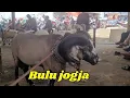 Download Lagu Domba Bulu jogja Pasar domba Andir Bayongbong