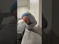 Download Lagu give me kiss, give me kiss😘 #cuteanimals