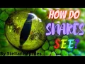 How do snakes see A snake s Vision Uncovered