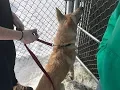 Animal Allies Pet of the Week Brannaman