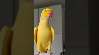 روعة روعة روعة الدرة الهندي اللاتينو 