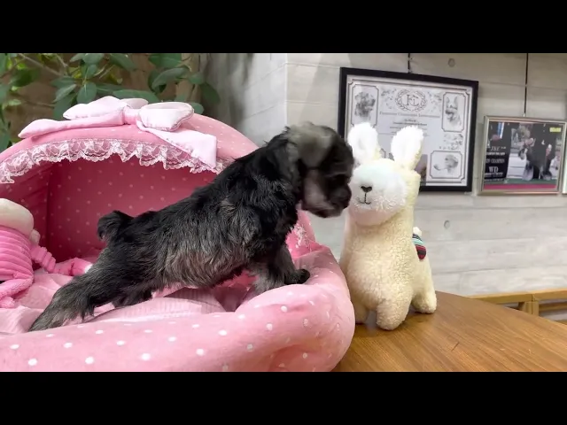 動画