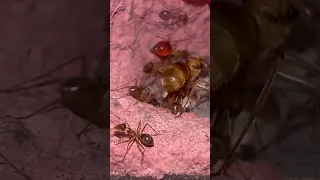 كذا ملكة النمل تحط البيض حقها    دندنها