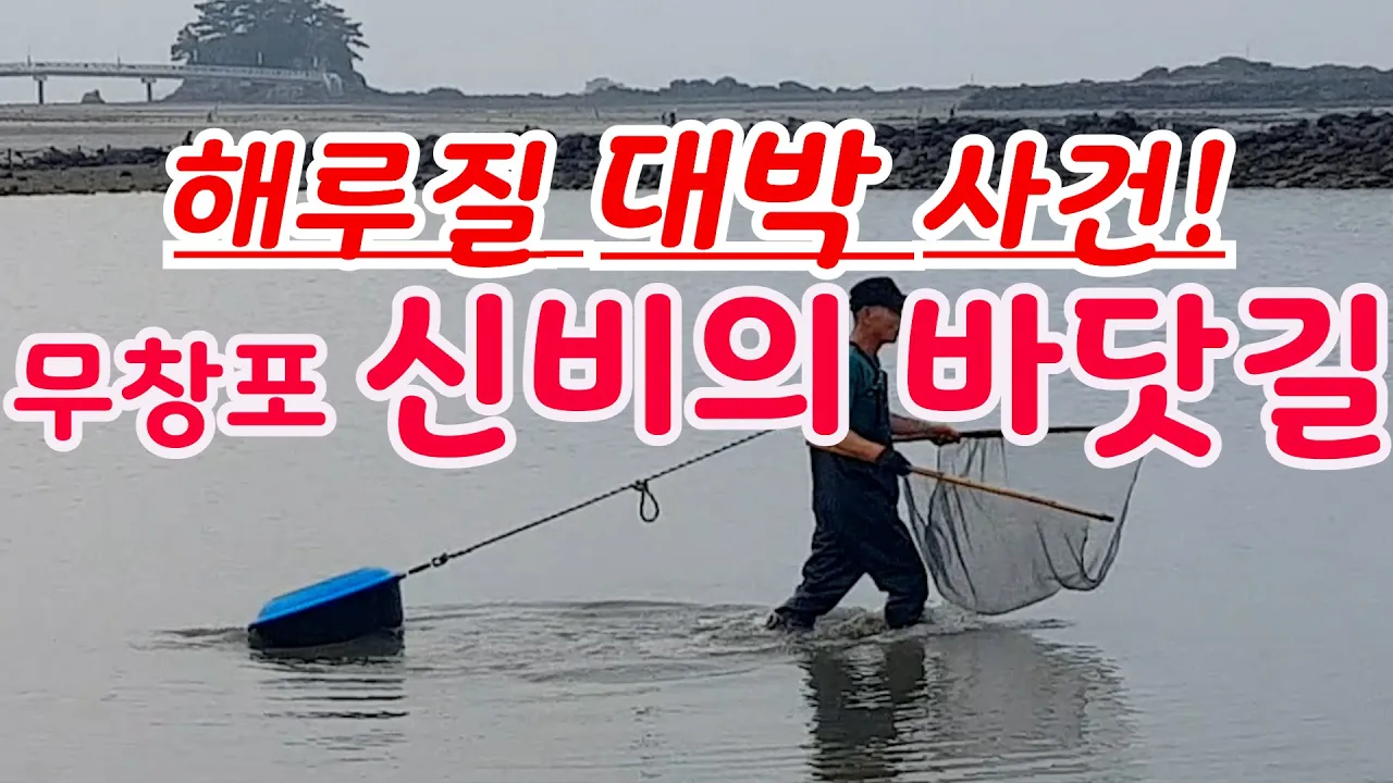 무창포 신비의 바닷길 해루질 시간표, 무창포 해수욕장, 갈치 독살어업체험장, 무창포 신비의 바닷길 축제 10/18~10/20일까지. サムネイル