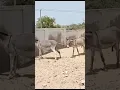 Download Lagu gadha gadhi k sath masti me #animal #camel #donkeyking #cutedonkey #funny