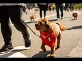 Riney Canine Health Center 2026 Bark in the Park 5K Recap