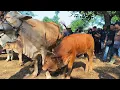 Download Lagu 18 juta !! Babon Anak Super Jadi Tontonan !! Harga Murah Banyak Pilihan !! Pasar Sapi Jatirogo