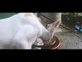 Download Lagu CINEMATIK KUCING - CAT CINEMATIK