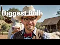 FARMERS with COOL Cattle Breeding Secrets