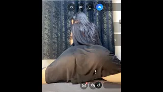 منقبة ممحون تستعرض مكوتها متعمدا للكبار فقط بث مباشر تانجو 