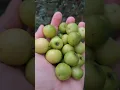 Download Lagu Buah Bidara Makan Bersama Garam
