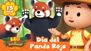 ¡Celebra el Día Internacional del Panda Rojo con Leo, El Explorador! | Animación