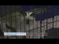 Clear the Shelters Berkeley Animal Center
