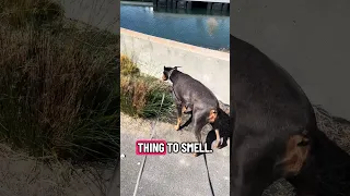 .. #fyp #dream #youtube #doberman #pets