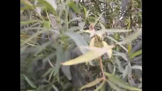 فوائد نبات الصفصاف يقلل من الصداع النصفي يقلل من التهاب المفاصل يمنع النوبات القلبية وجع الأسنان 