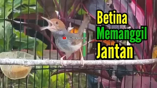 masteran prenjak betina gacor istimewa memanggil prenjak jantan cocok juga buat pancingan 