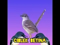 Download Lagu Suara burung ciblek betina