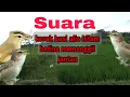 Download Lagu SUARA KERAK BASI ALIS HITAM BETINA !!