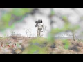 Download Lagu Ittiiqaa Tafarii-Itti muddi Itti muddi***new**oromo music(2016)