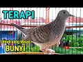 Download Lagu Suara Perkutut Lokal Gacor Untuk Pancingan Agar Cepat Bunyi #perkututlokalgacor 