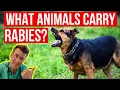 What animals carry RABIES How can I tell if an animal has rabies Doctor explains