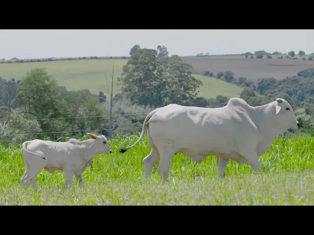 Matriz Nelore CSCN - 20811