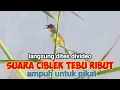 Download Lagu Suara Pikat Ciblek Tebu Paling Ampuh