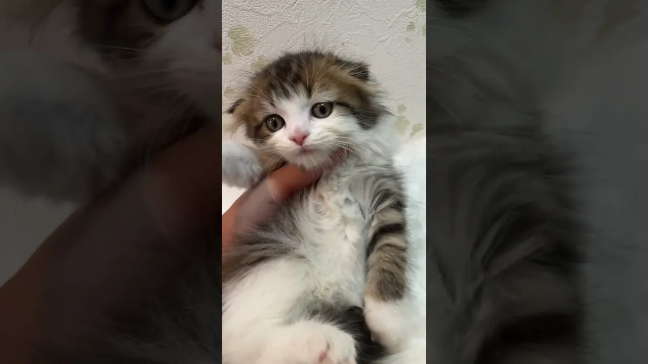 動画