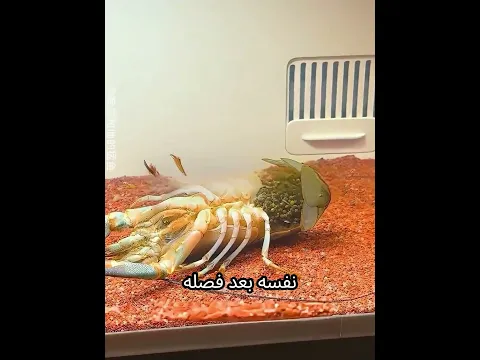 قصة الرجل الذي ربّى صغار جراد البحر 🦞👨‍👧‍👦