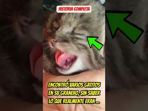 Granjero Ruso Encuentra Gatitos En Su Granero, Sin Saber Lo Que Realmente Eran. #noticias