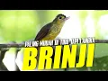 Download Lagu BRINJI RAMBUT TUNGGIR