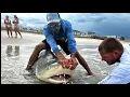 2024 - MASSIVE Bull Shark Caught in New Smyrna Beach