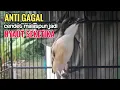 Download Lagu Suara Cendet Gacor Toet toet Efektif Anti Gagal Bikin Cendet Malas pun Langsung Nyaut Bunyi Seketika