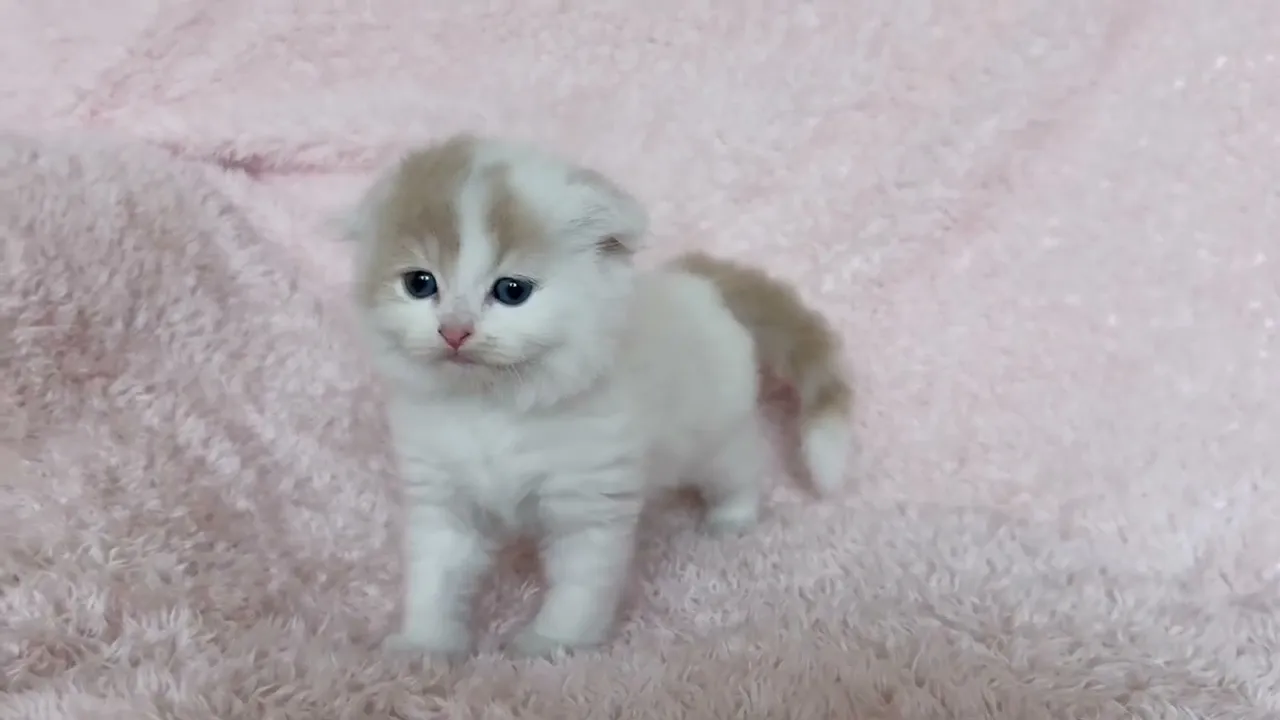 動画